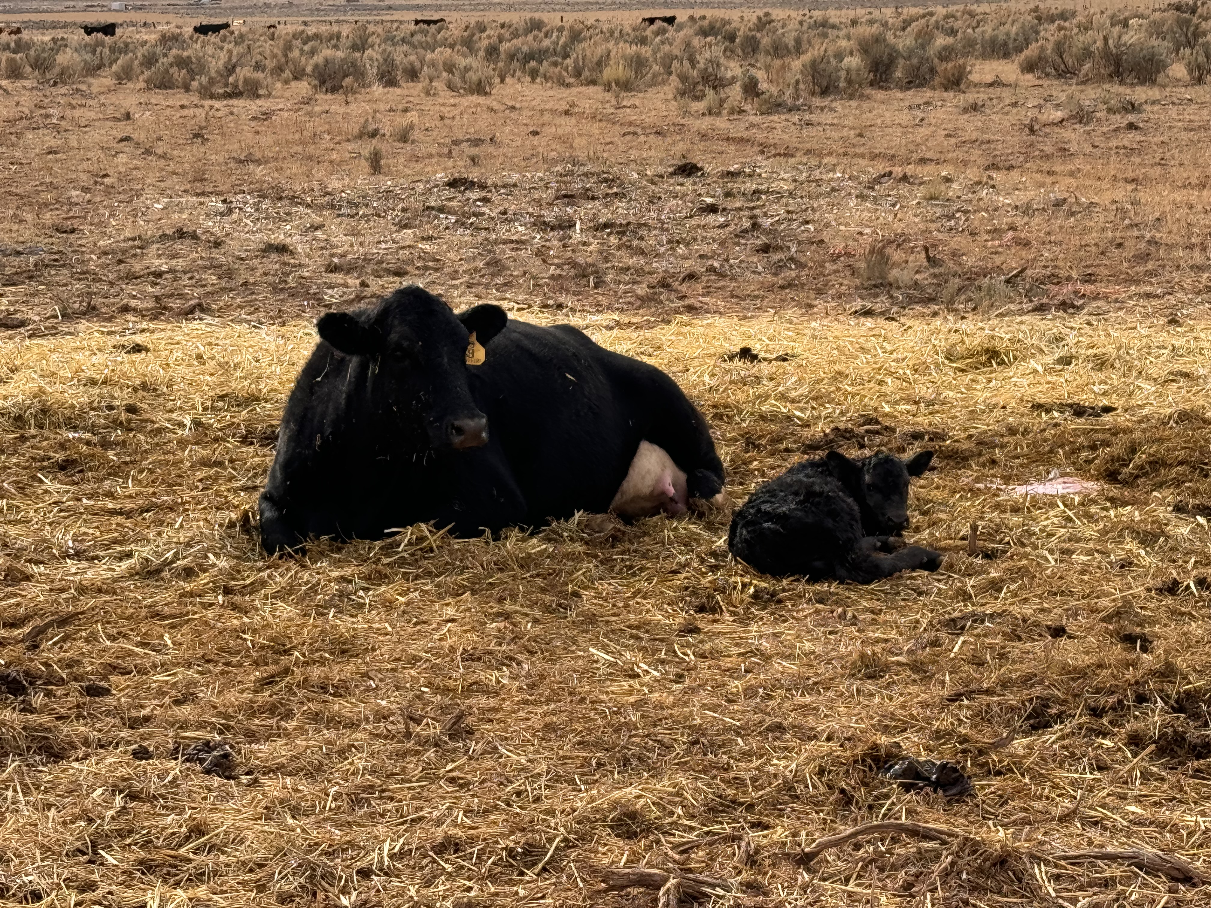 Mama cow with newborn calf