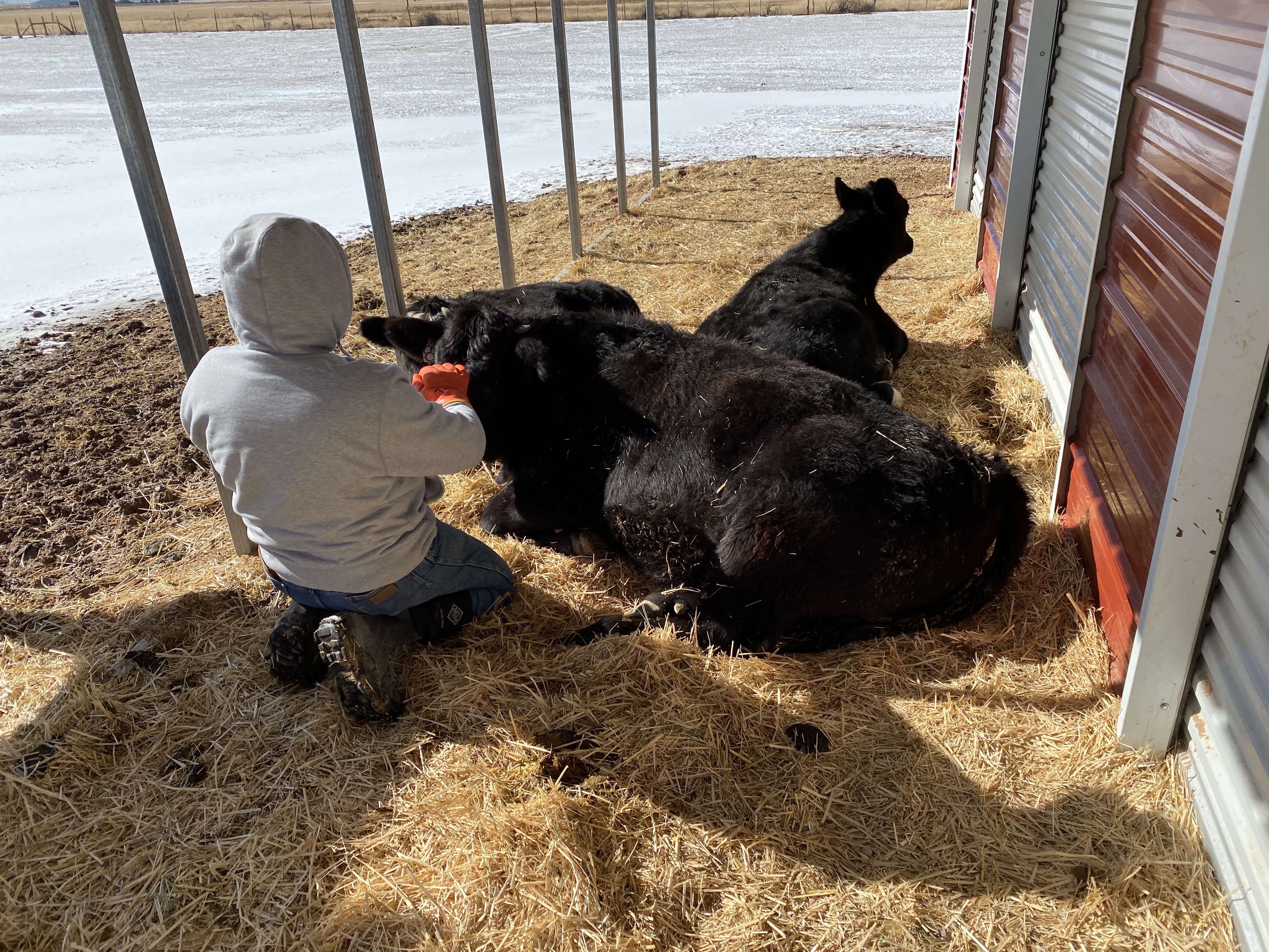 Caring for cattle