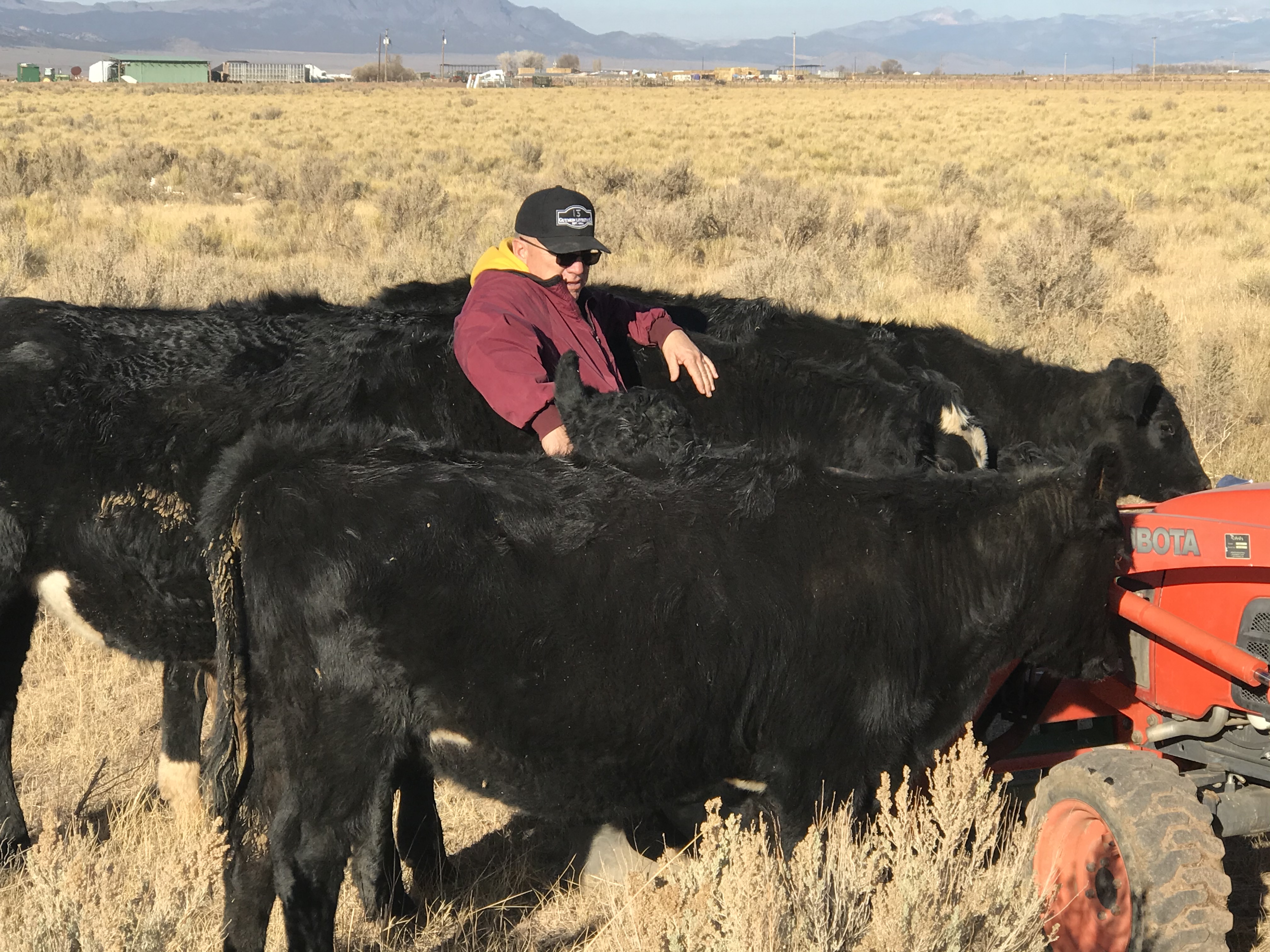 Working with cattle