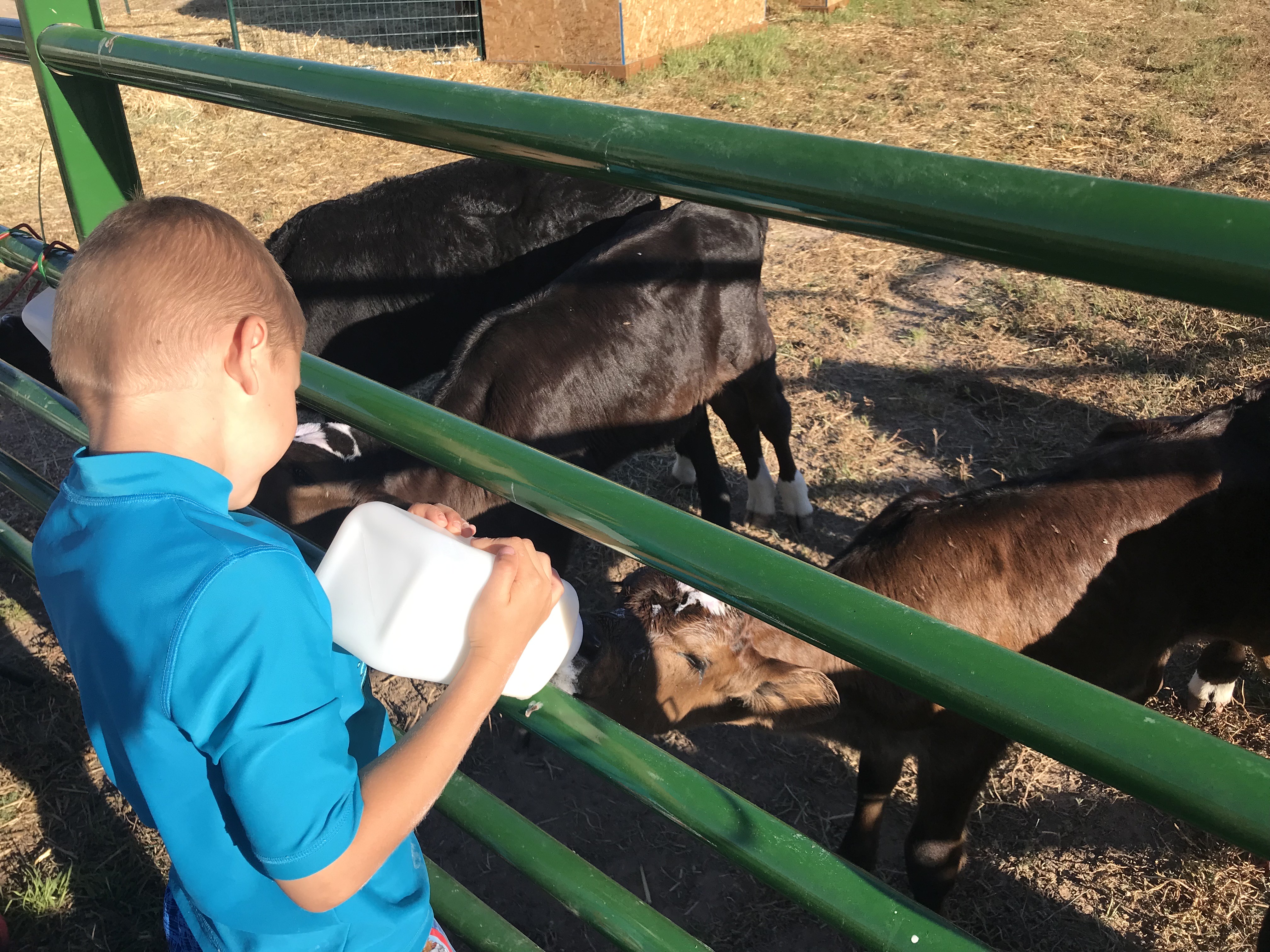 Kids bottle feeding calves